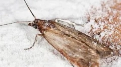 Élelmiszer mole és hogyan lehet megszabadulni tőle a konyhában